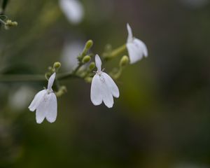 Preview wallpaper snake jasmine, flowers, petals, white