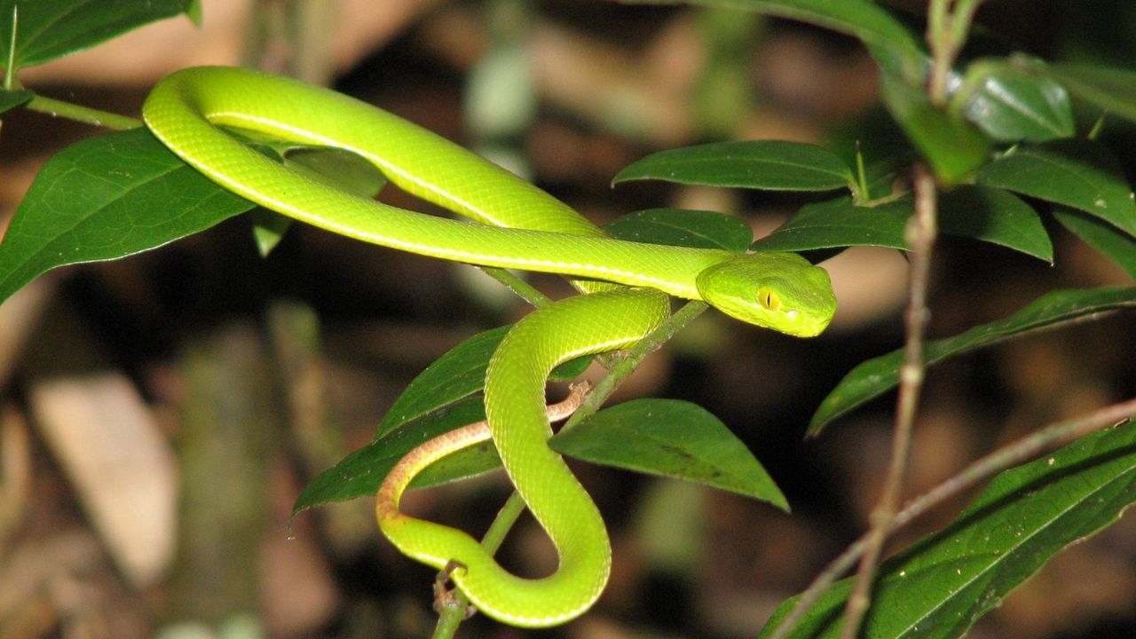 Wallpaper snake, leaves, green grass, bright