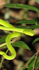 Preview wallpaper snake, leaves, green grass, bright