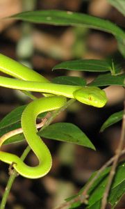 Preview wallpaper snake, leaves, green grass, bright