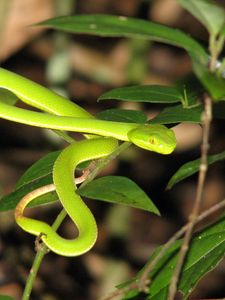 Preview wallpaper snake, leaves, green grass, bright