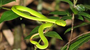 Preview wallpaper snake, leaves, green grass, bright