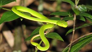 Preview wallpaper snake, leaves, green grass, bright