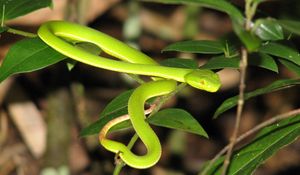 Preview wallpaper snake, leaves, green grass, bright