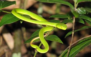 Preview wallpaper snake, leaves, green grass, bright