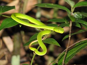 Preview wallpaper snake, leaves, green grass, bright