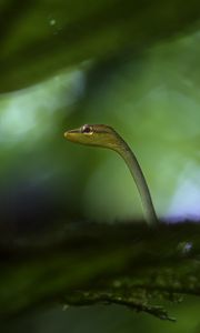 Preview wallpaper snake, leaves, plants, nature