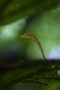 Preview wallpaper snake, leaves, plants, nature