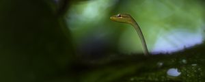 Preview wallpaper snake, leaves, plants, nature