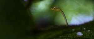 Preview wallpaper snake, leaves, plants, nature