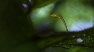 Preview wallpaper snake, leaves, plants, nature