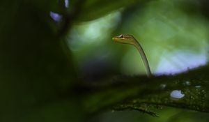 Preview wallpaper snake, leaves, plants, nature