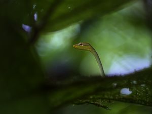 Preview wallpaper snake, leaves, plants, nature