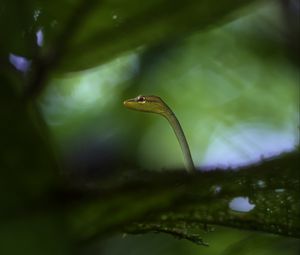 Preview wallpaper snake, leaves, plants, nature