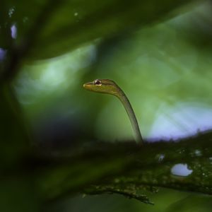 Preview wallpaper snake, leaves, plants, nature