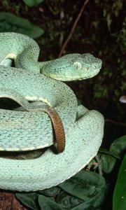 Preview wallpaper snake, leaves, trees, climb