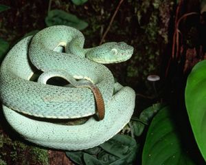 Preview wallpaper snake, leaves, trees, climb