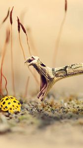 Preview wallpaper snake, lizard, ladybug, sand, grass