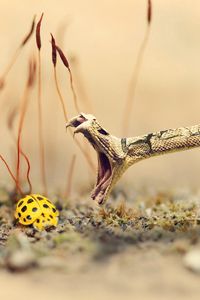 Preview wallpaper snake, lizard, ladybug, sand, grass