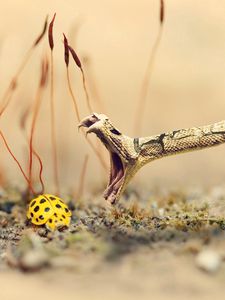 Preview wallpaper snake, lizard, ladybug, sand, grass