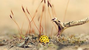 Preview wallpaper snake, lizard, ladybug, sand, grass