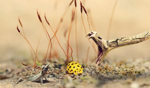 Preview wallpaper snake, lizard, ladybug, sand, grass