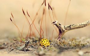 Preview wallpaper snake, lizard, ladybug, sand, grass