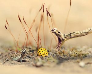 Preview wallpaper snake, lizard, ladybug, sand, grass