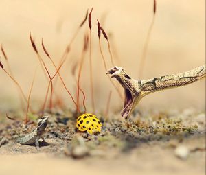 Preview wallpaper snake, lizard, ladybug, sand, grass