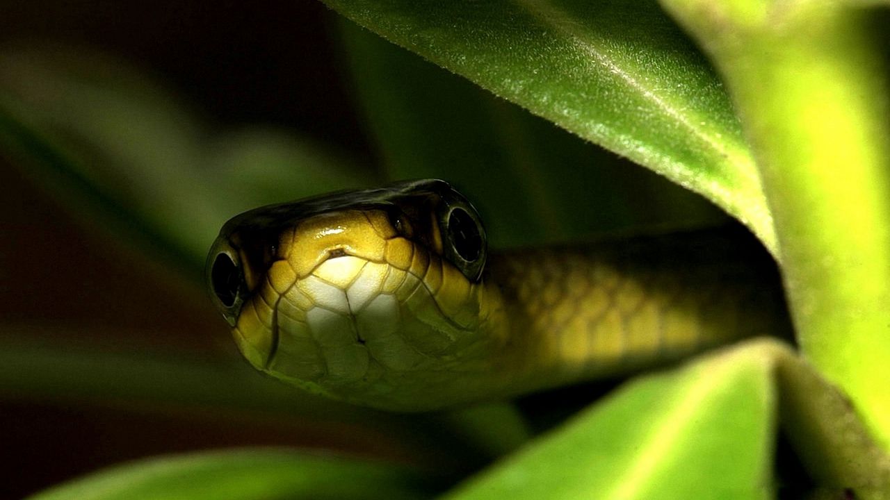 Wallpaper snake, muzzle, leaves, shade