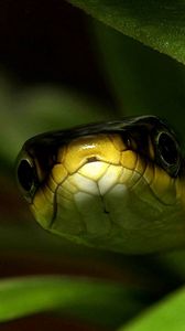 Preview wallpaper snake, muzzle, leaves, shade