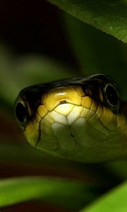 Preview wallpaper snake, muzzle, leaves, shade