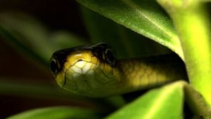 Preview wallpaper snake, muzzle, leaves, shade