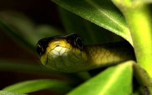 Preview wallpaper snake, muzzle, leaves, shade