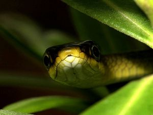 Preview wallpaper snake, muzzle, leaves, shade