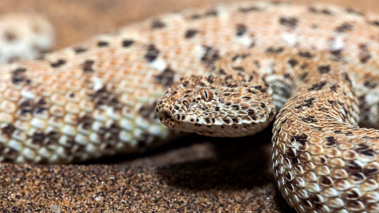 Wallpaper snake, nature, background