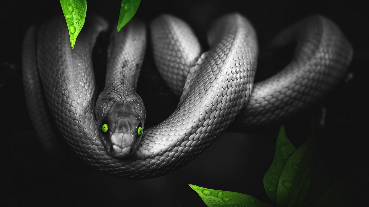 Wallpaper snake, photoshop, leaves, eyes, reptile