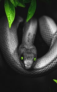 Preview wallpaper snake, photoshop, leaves, eyes, reptile