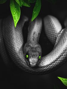 Preview wallpaper snake, photoshop, leaves, eyes, reptile