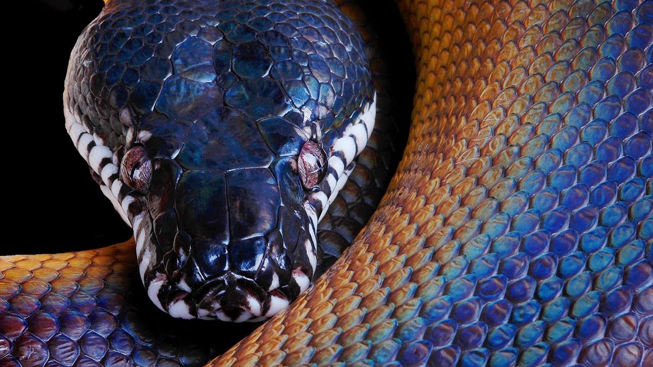 Wallpaper snake, python, color, head