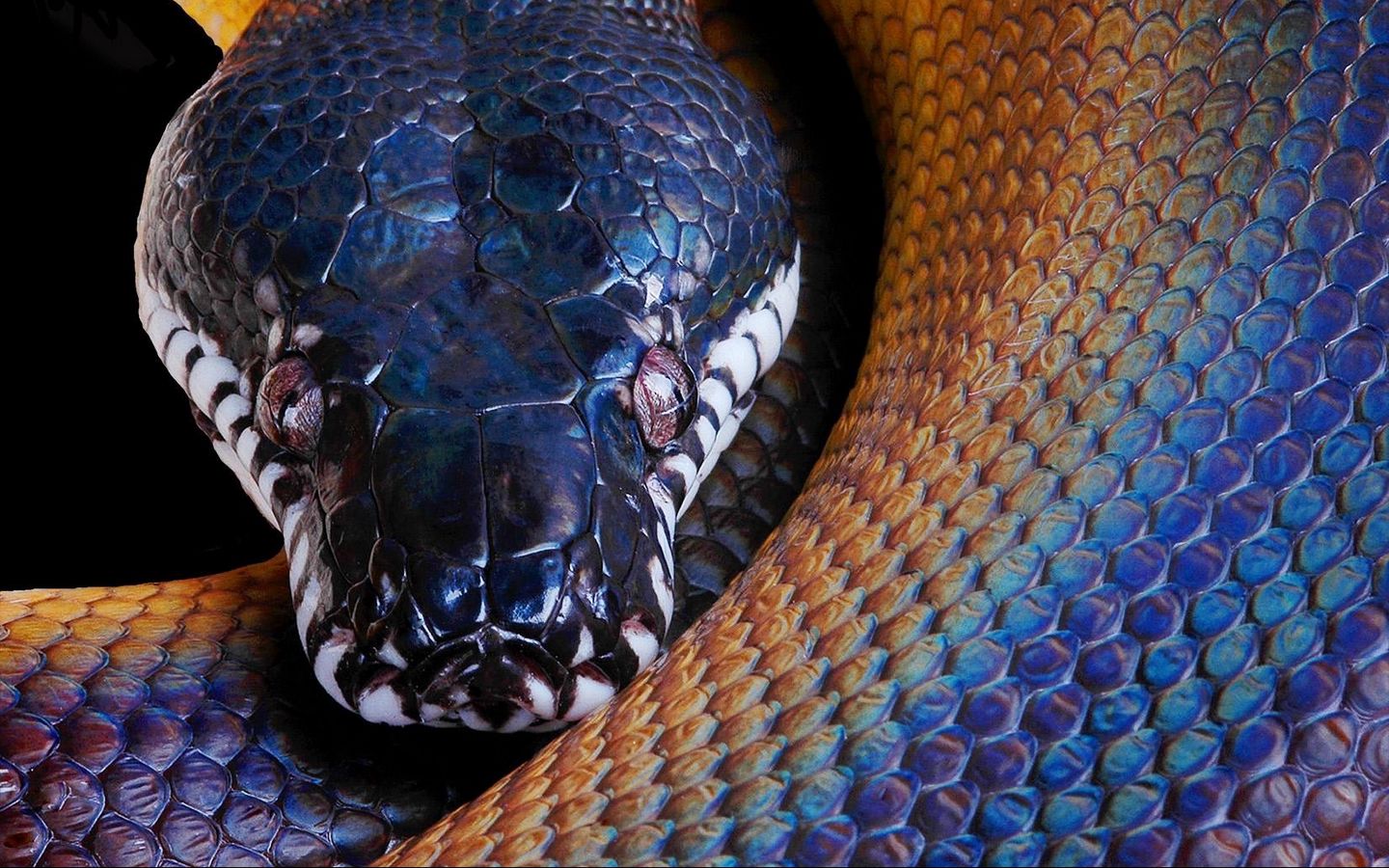 Download wallpaper 1440x900 snake, python, color, head widescreen 16:10 hd  background