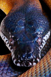 Preview wallpaper snake, python, color, head