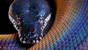 Preview wallpaper snake, python, color, head