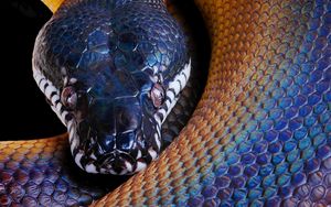 Preview wallpaper snake, python, color, head