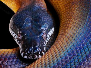 Preview wallpaper snake, python, color, head