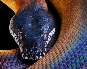 Preview wallpaper snake, python, color, head