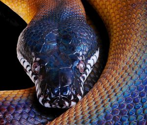 Preview wallpaper snake, python, color, head