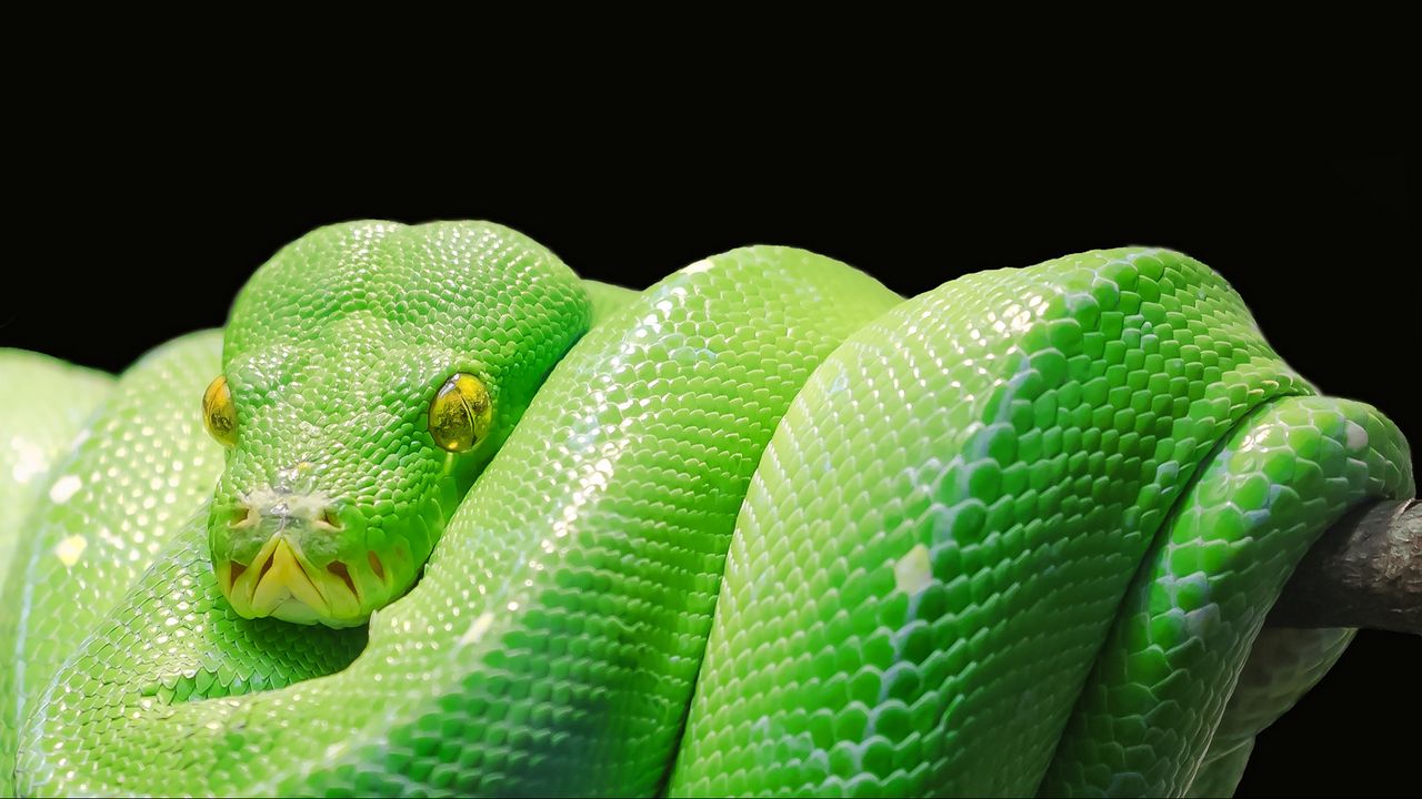Wallpaper snake, python, predator, reptile