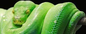 Preview wallpaper snake, python, predator, reptile