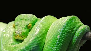 Preview wallpaper snake, python, predator, reptile